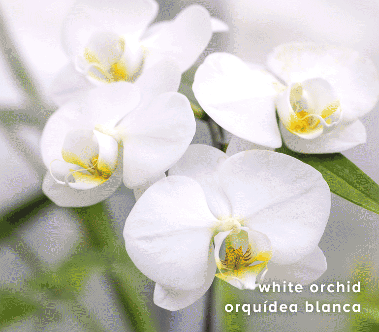 orquidea blanca ingrediente perfume liberatta